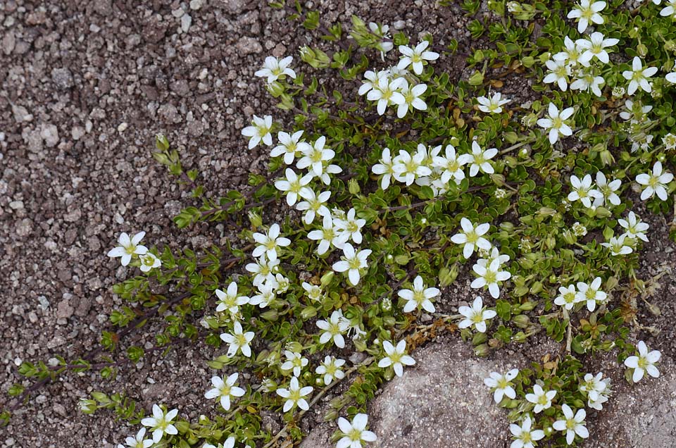 Arenaria biflora L. / Arenaria biflora